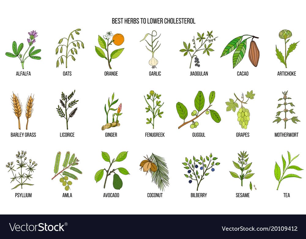 Most Popular Herbs For Lowering High Cholesterol