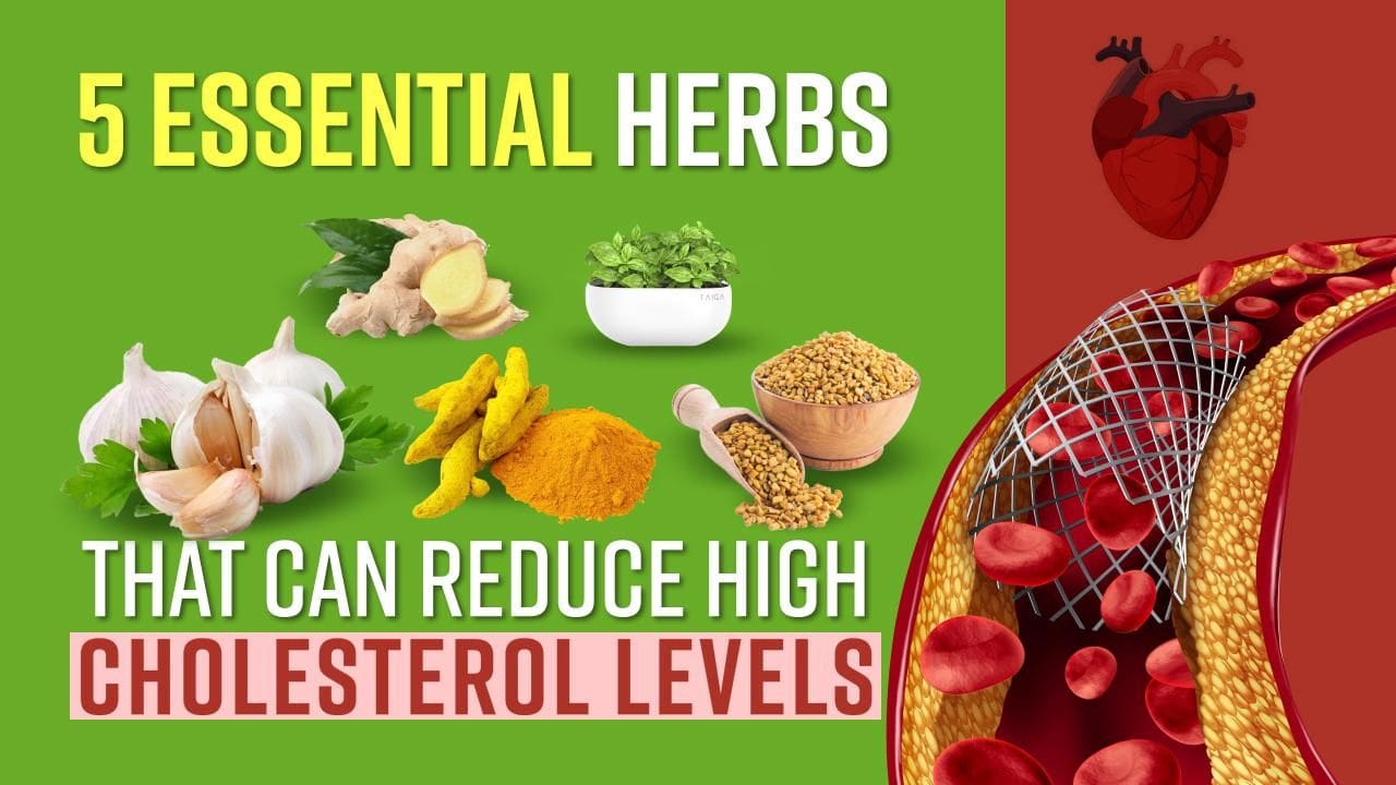 Most Popular Herbs For Lowering High Cholesterol