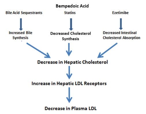 The Ultimate Guide To Understanding Different Types Of Cholesterol-lowering Supplements