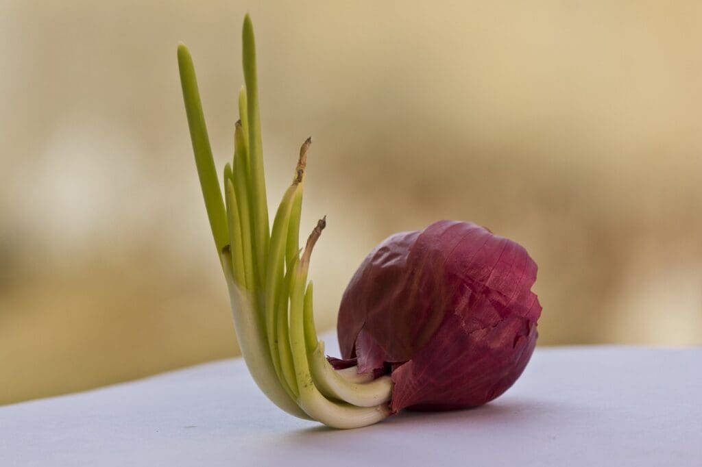 Best Practices For Maximizing The Effectiveness Of Cholesterol-lowering Vitamins