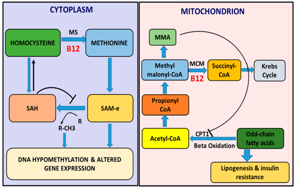 Combining Vitamin B12 With Exercise And Diet For Cholesterol Control