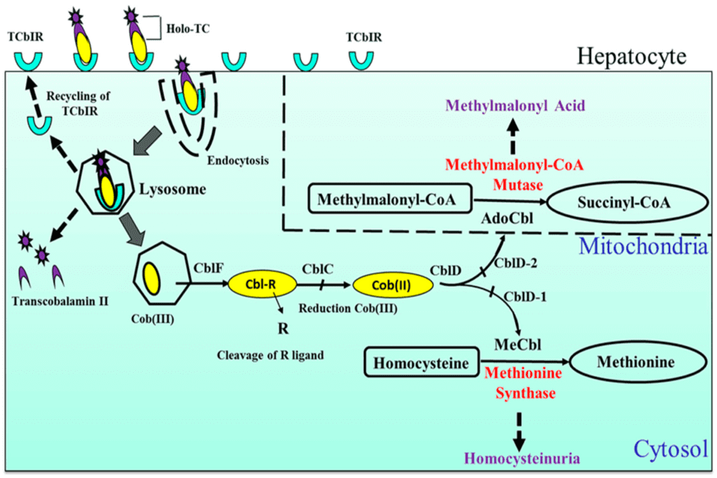 Combining Vitamin B12 With Exercise And Diet For Cholesterol Control