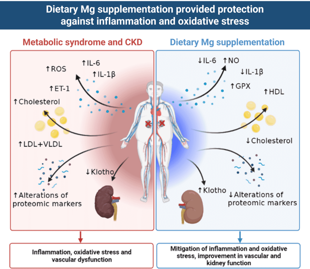 The Impact Of Cholesterol-lowering Vitamins On Inflammation And Oxidative Stress