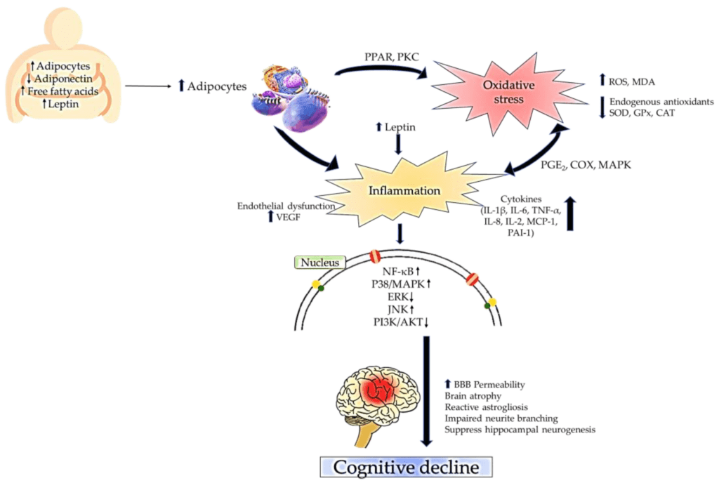 The Impact Of Cholesterol-lowering Vitamins On Inflammation And Oxidative Stress
