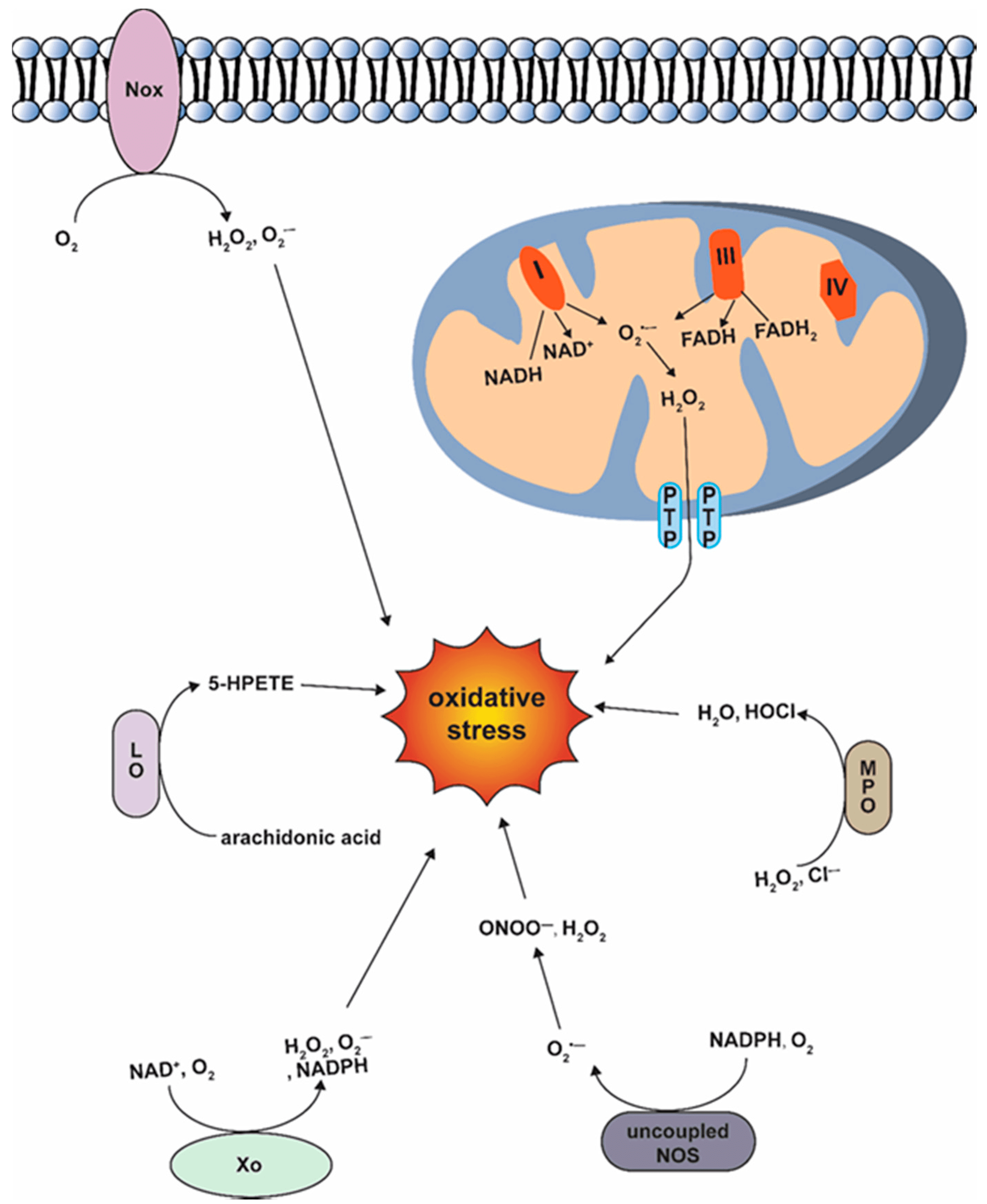 The Impact Of Cholesterol-lowering Vitamins On Inflammation And Oxidative Stress