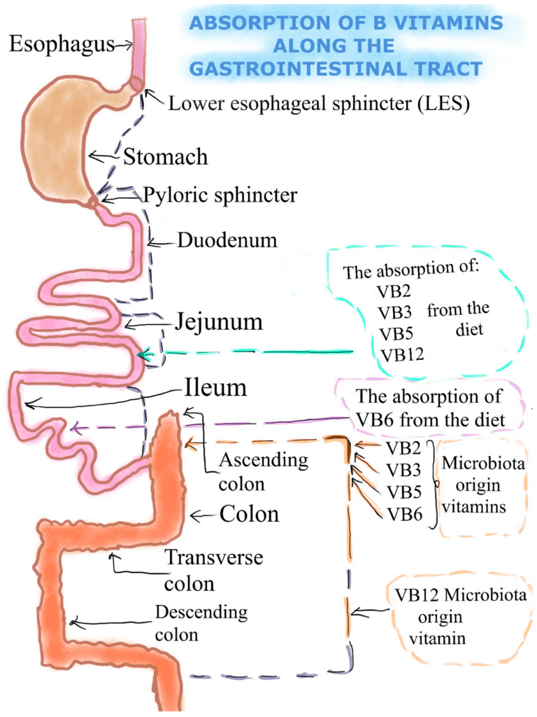 Understanding The Role Of B Vitamins In Lowering Cholesterol With Supplements