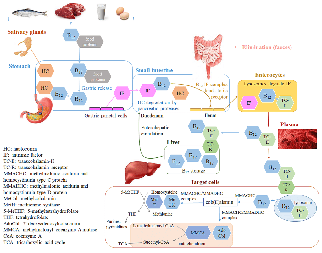 Best Methods For Identifying And Addressing Vitamin A, B12, And K Deficiencies For Improved Cholesterol Health Best Methods For Identifying And Addressing Vitamin A, B12, And K Deficiencies For Improved Cholesterol Health