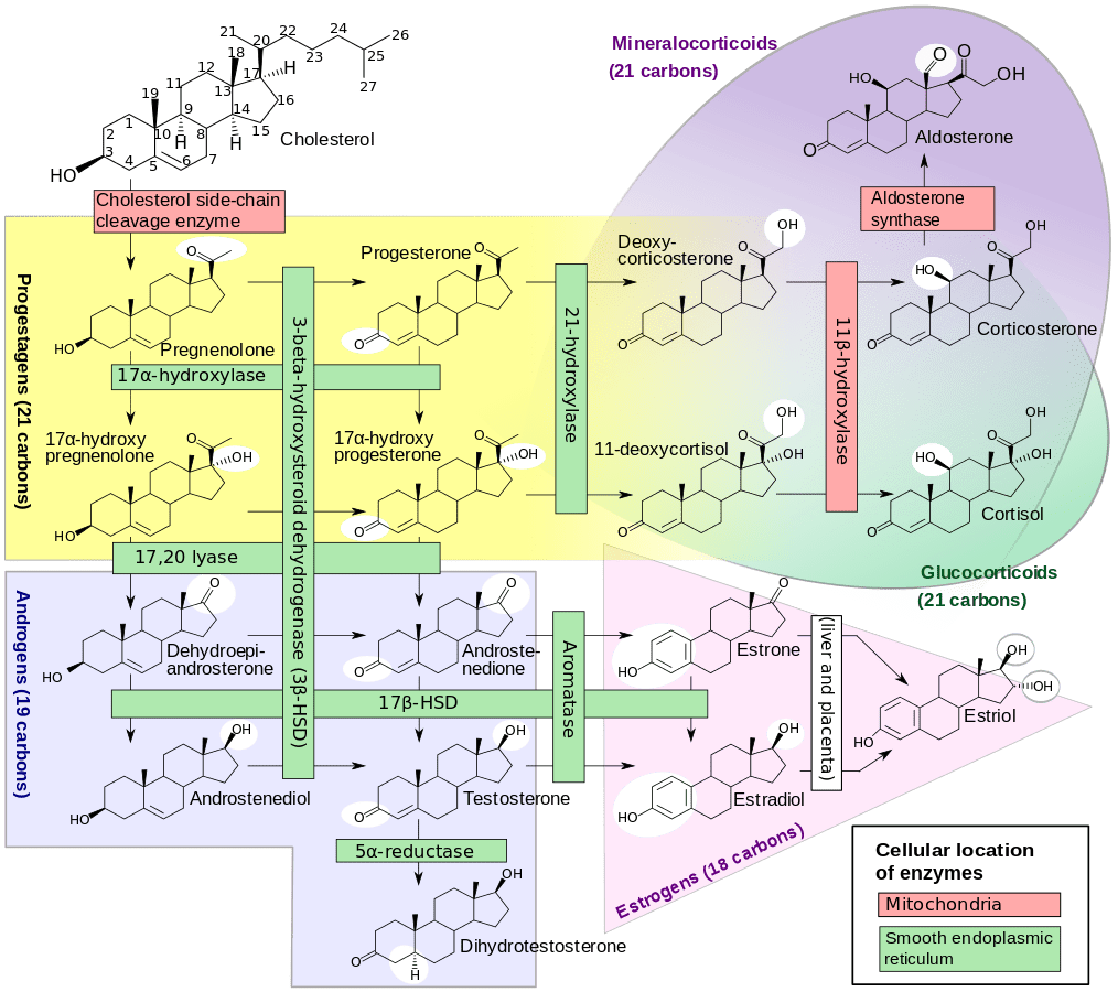 How To Optimize Cholesterol Levels Through A Comprehensive Approach To Vitamin A, B, And K Intake