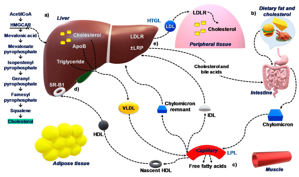 How To Optimize Cholesterol Levels Through A Comprehensive Approach To Vitamin A, B, And K Intake