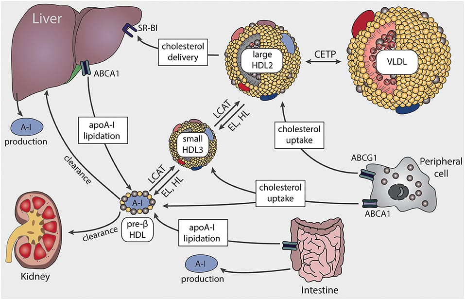 How To Optimize Cholesterol Levels Through A Comprehensive Approach To Vitamin A, B, And K Intake