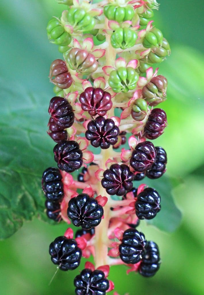 Spotlight On Natural Remedies For Cholesterol Management
