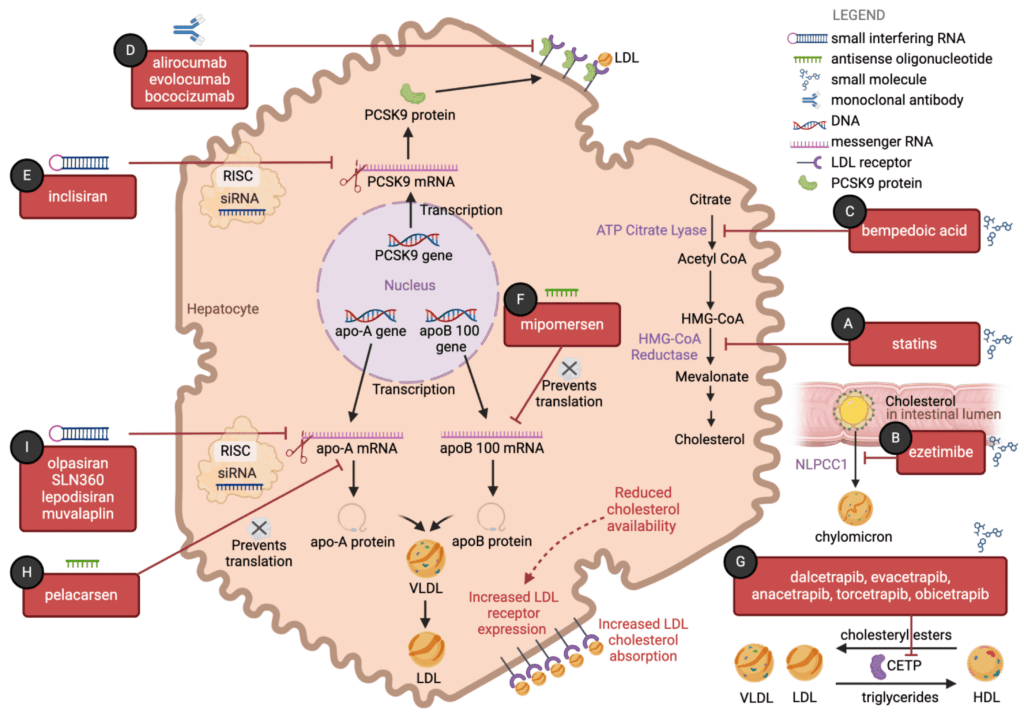 The Evolving Landscape Of Cholesterol-lowering Vitamins: Whats On The Horizon? The Evolving Landscape Of Cholesterol-lowering Vitamins: Whats On The Horizon?