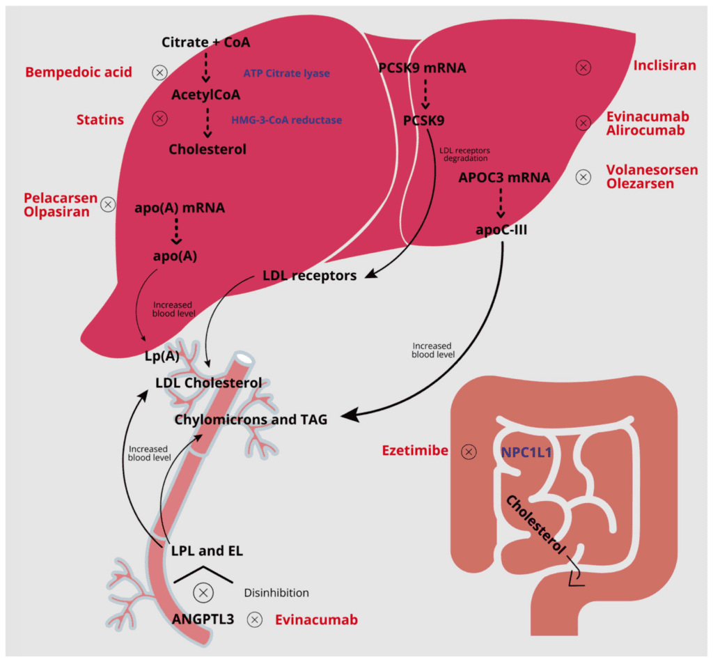 The Evolving Landscape Of Cholesterol-lowering Vitamins: Whats On The Horizon? The Evolving Landscape Of Cholesterol-lowering Vitamins: Whats On The Horizon?