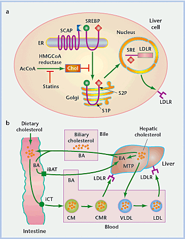 The Evolving Landscape Of Cholesterol-lowering Vitamins: Whats On The Horizon? The Evolving Landscape Of Cholesterol-lowering Vitamins: Whats On The Horizon?
