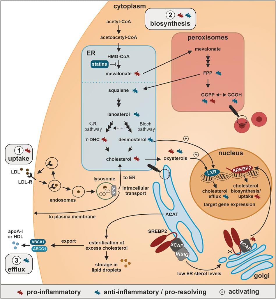 Understanding The Role Of Inflammation In Heart Disease And Cholesterol Levels