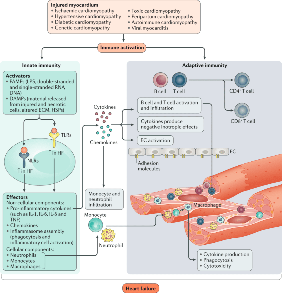 Understanding The Role Of Inflammation In Heart Disease And Cholesterol Levels