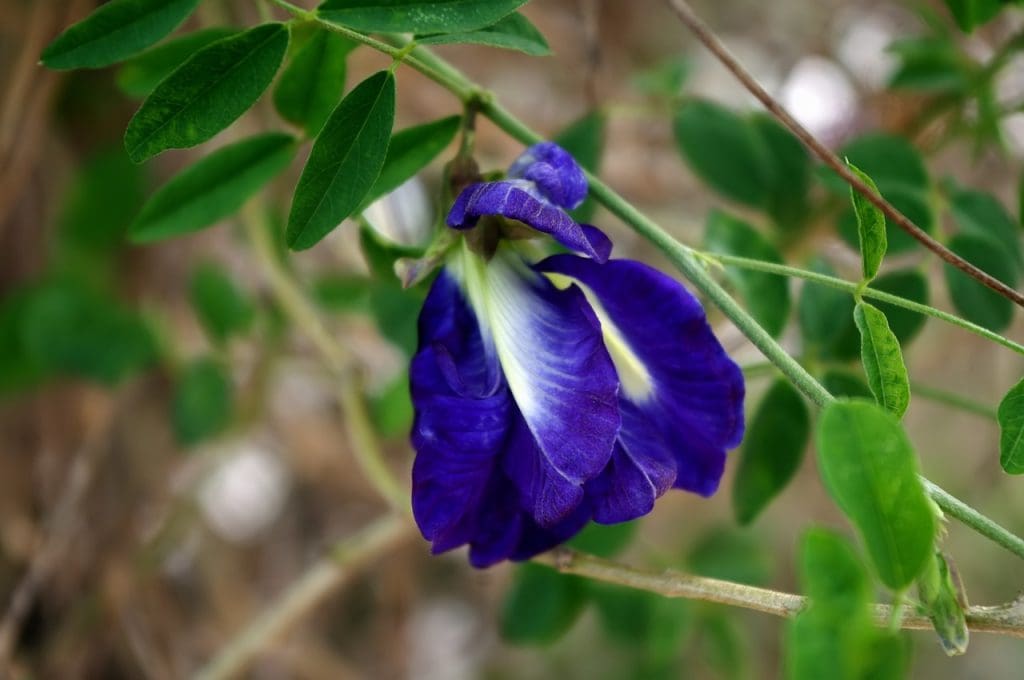 Using Herbal Supplements For Managing Cholesterol